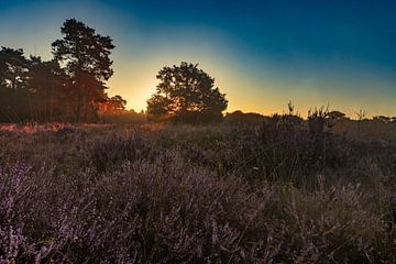 Zonsopkomst, zonsondergang, hei, mist, nevel, kleurrijk, Drenthe, Exloo, Poolshoogte, heidevelden, s van Gert Hilbink