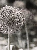 Allium