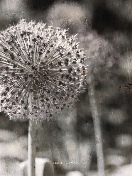 Allium by Wil Vervenne