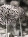 Allium by Wil Vervenne thumbnail
