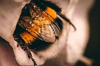 Schläfrige Hummel