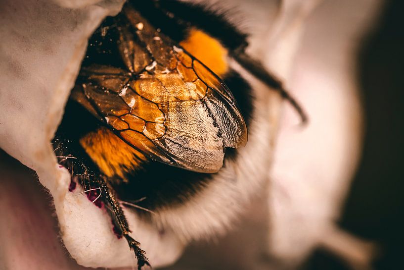 Sleepy Bumblebee by Jeffrey Hoorns