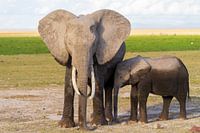 Un éléphant avec des petits.