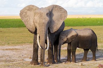 Een olifant met jong.
