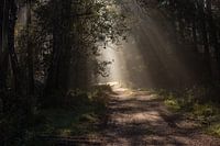 rayons de soleil matinaux