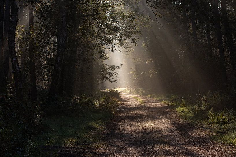 zonnestralen in de vroege ochtend van Bart Liesenborgs