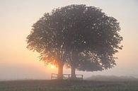 Bomen op Lentevreugd van Dirk van Egmond thumbnail