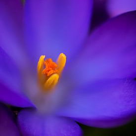 Herz des Frühlings von Beeldspraak