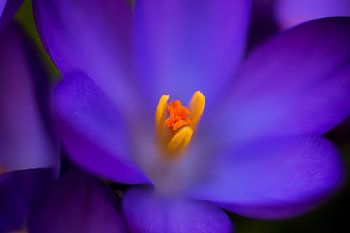 Heart of Spring