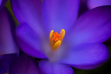 Au cœur du printemps