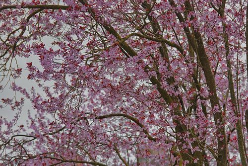 Boom vol bloesem van Jolanda de Jong-Jansen