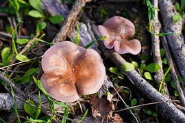 Pilz im Herbst in Deutschland und bunte Blätter