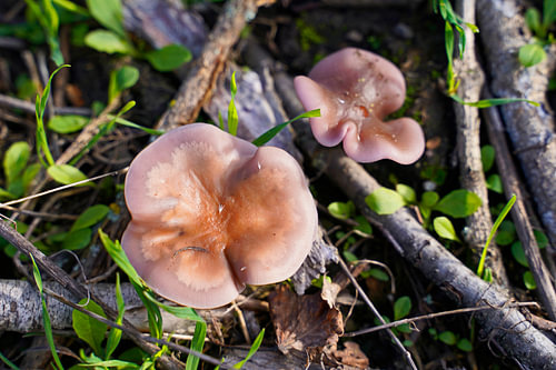 Paddestoel in de herfst in Duitsland en kleurrijke bladeren