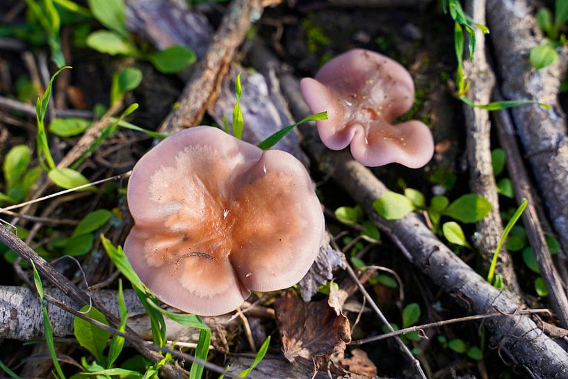 Pilz im Herbst in Deutschland und bunte Blätter von Babetts Bildergalerie