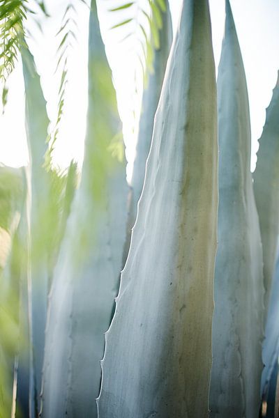 Aloe Vera Pflanze im Gegenlicht von Karel Ham
