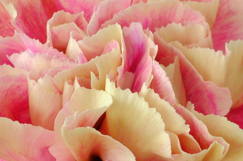 Close up roze anjer van Natascha Teubl