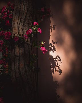 Shadow flowers dark & moody van Sandra Hazes