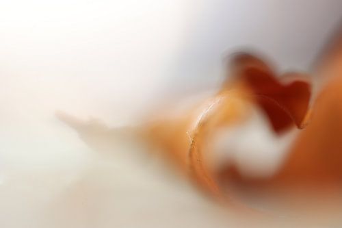 Monique Visser herfst blaadje