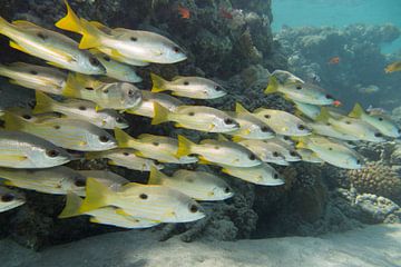 Banc de poissons, Abu Dabbab, Égypte sur Daniëlle van der meule