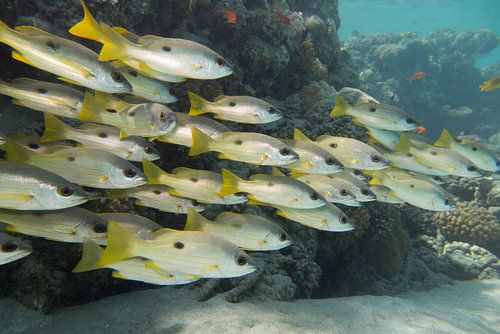 School of fish, Abu Dabbab, Egypt