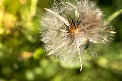 Pusteblume