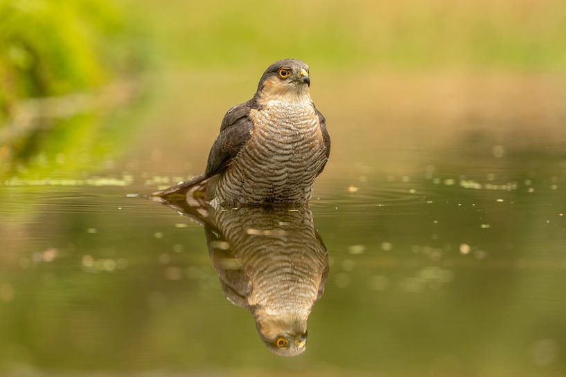 Sparrowhawk reflection by Tanja van Beuningen