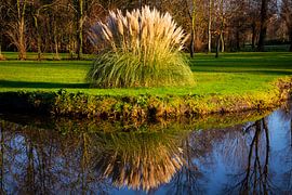 Grass plumes with mirror image in the water by FotoGraaGHanneke
