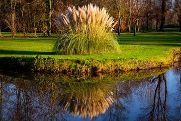 Grasfahnen mit Spiegelbild im Wasser