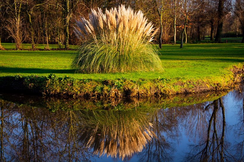 Grasfahnen mit Spiegelbild im Wasser von FotoGraaG Hanneke