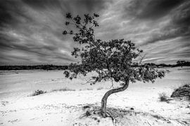 arbre sur Kootwijkerzand sur nol ploegmakers