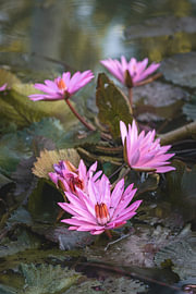 Nymphaea – Rosa Seerose von Rudolfo Dalamicio