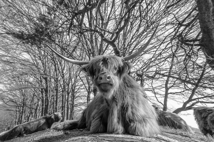 Scottish Highlanders by Freddie de Roeck