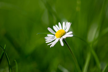 Madeliefje in lente