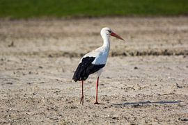 La Cigogne sur Stephanie van den Belt
