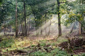 sunrays in the morning