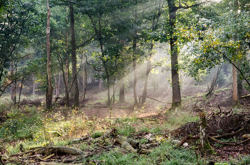 zonnestralen in de ochtend van Marcel Pietersen