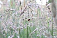 Coccinelle