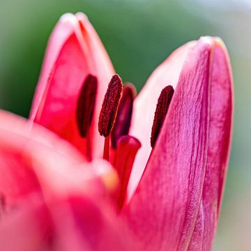 Stamens pink Lily by Rob Boon
