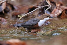 Waterspreeuw of Oost-Europese Waterspreeuw (Cinclus cinclus) Duitsland