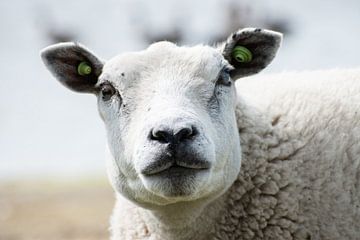 Tête de mouton blanc sur Kashja Neels
