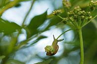 Escargot suspendu avec parasite par Astrid Brouwers Aperçu