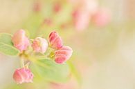 Fröhliche rosa Knöpfe von Roosmarijn Bruijns Miniaturansicht