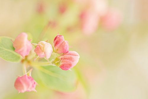 Boutons roses de joie