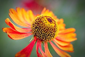 Echinacea von Rob Boon