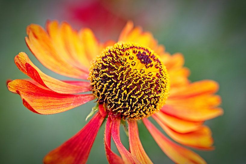 Echinacea by Rob Boon