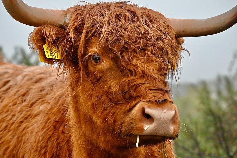 Highlander von Peter van Rijn