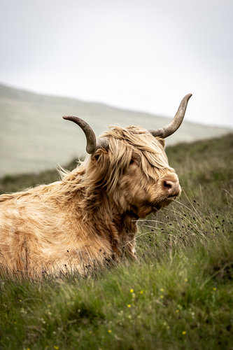 A Highland cow resting in the countryside