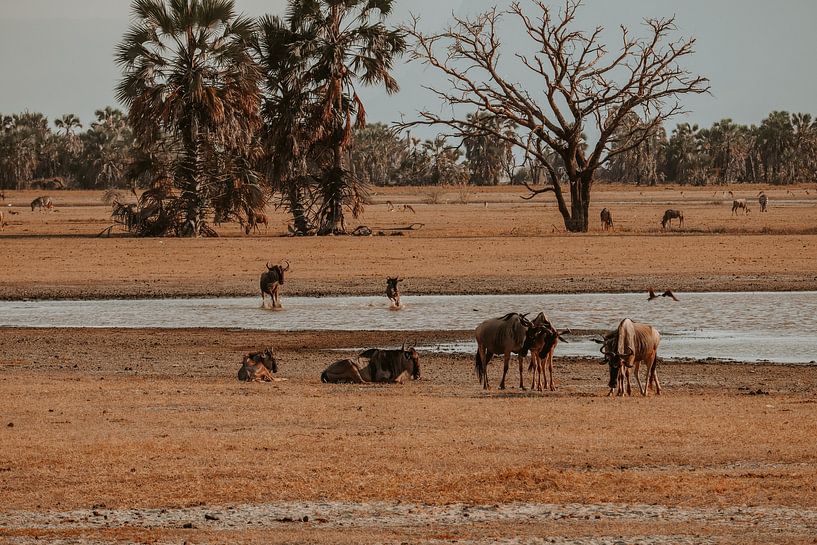 Playing baby wildebeest in the water by Niels pothof