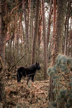 Black Shadow in the Woods Horse in a Rustic Winter Forest by Femke Ketelaar