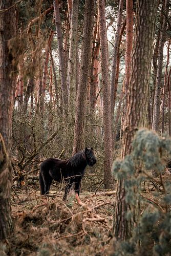 Paard Zwarte Schaduw in het Bos Pony in een Rustiek Winterbos